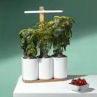 Jardin pret a pousser
