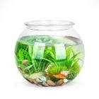 Aquarium rond